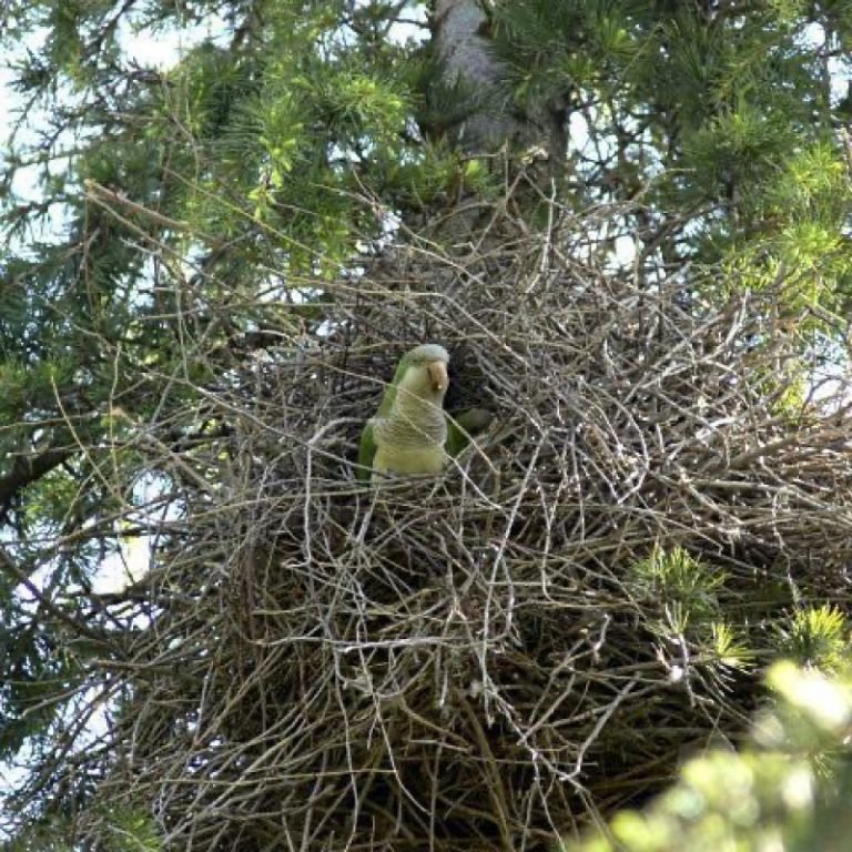Empresa de poda de árboles en Zamora 2
