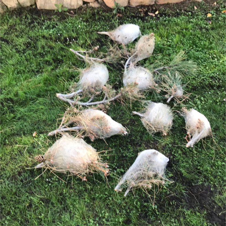 Empresa de poda de árboles en Zamora 3