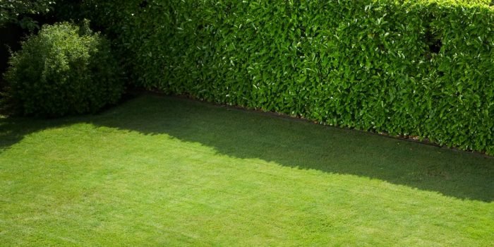 jardineria-setos-para-el-jardin-xl-1280x720x80xX