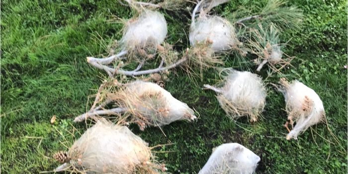 Empresa de poda de árboles en Zamora